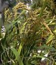 alcohols guar Plants: Plants: a source source of of