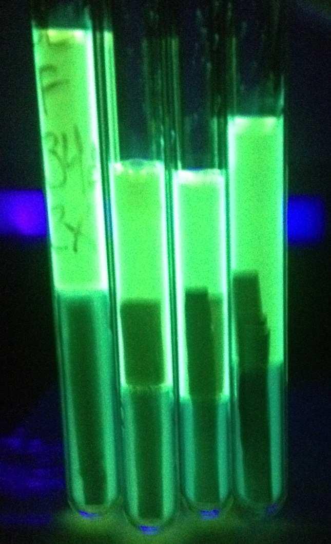 Section 8- Fluorescence Testing: Clause 8.