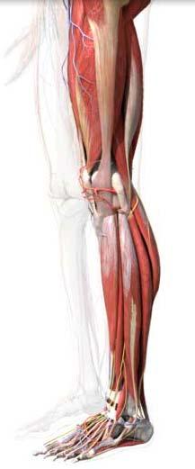 Biological muscle actuation two or more muscles for each