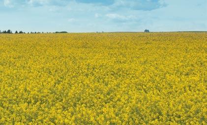 Rapeseed oil tends to thicken the engine oil and sinks the