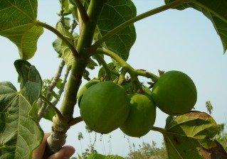 JATROPHA WAS SELECTED DUE TO IT S ADAPTABILITY AND POTENTIAL FOR