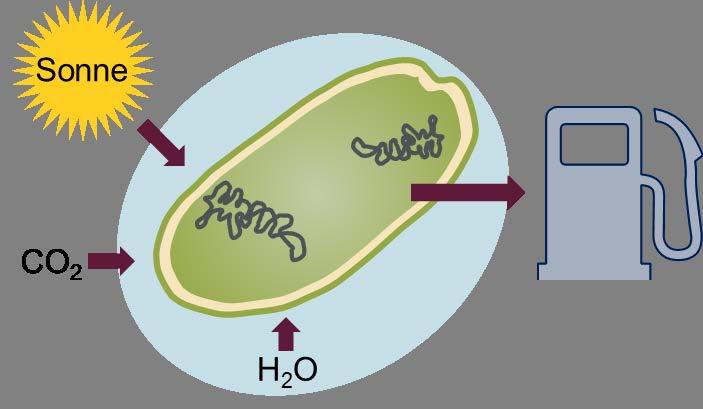 MODIFIED PHOTOSYNTHESIS WITH ALGAE OR BACTERIA Challenges