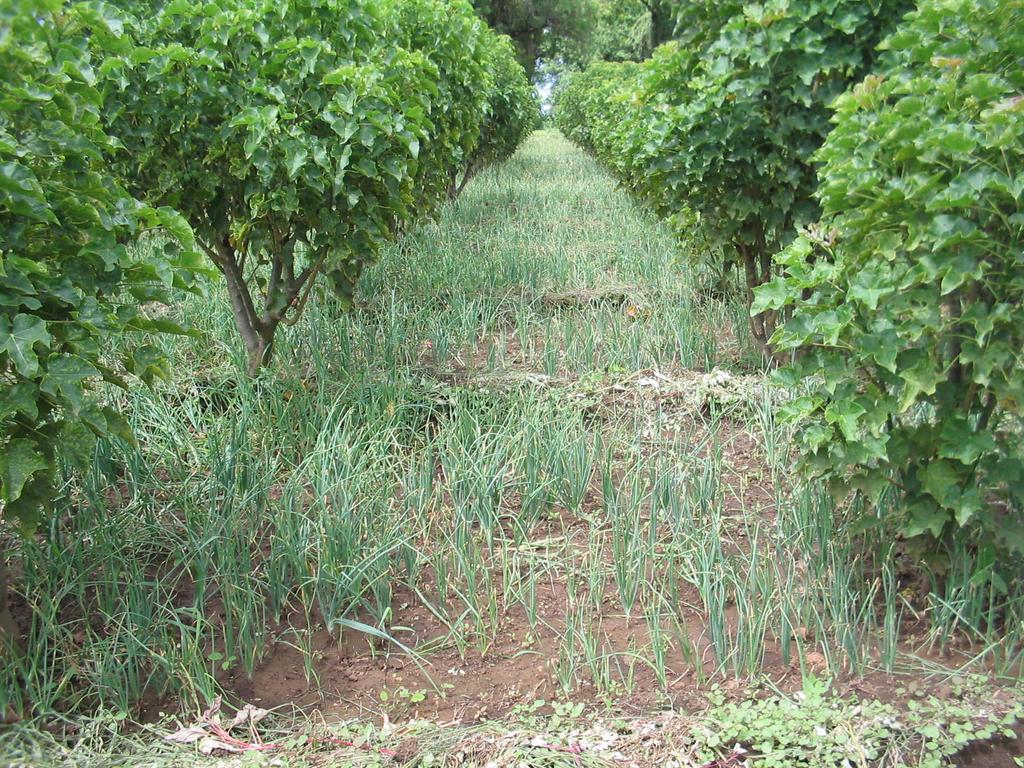 Intercropping JATROPHA with