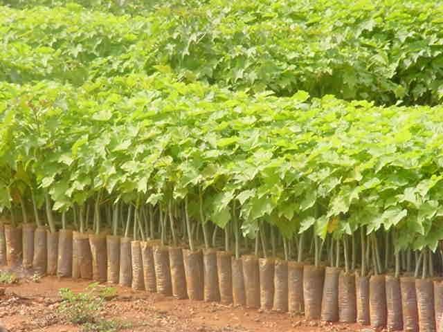 Jatropha Cultivation &