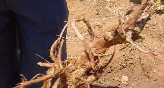 Field Root