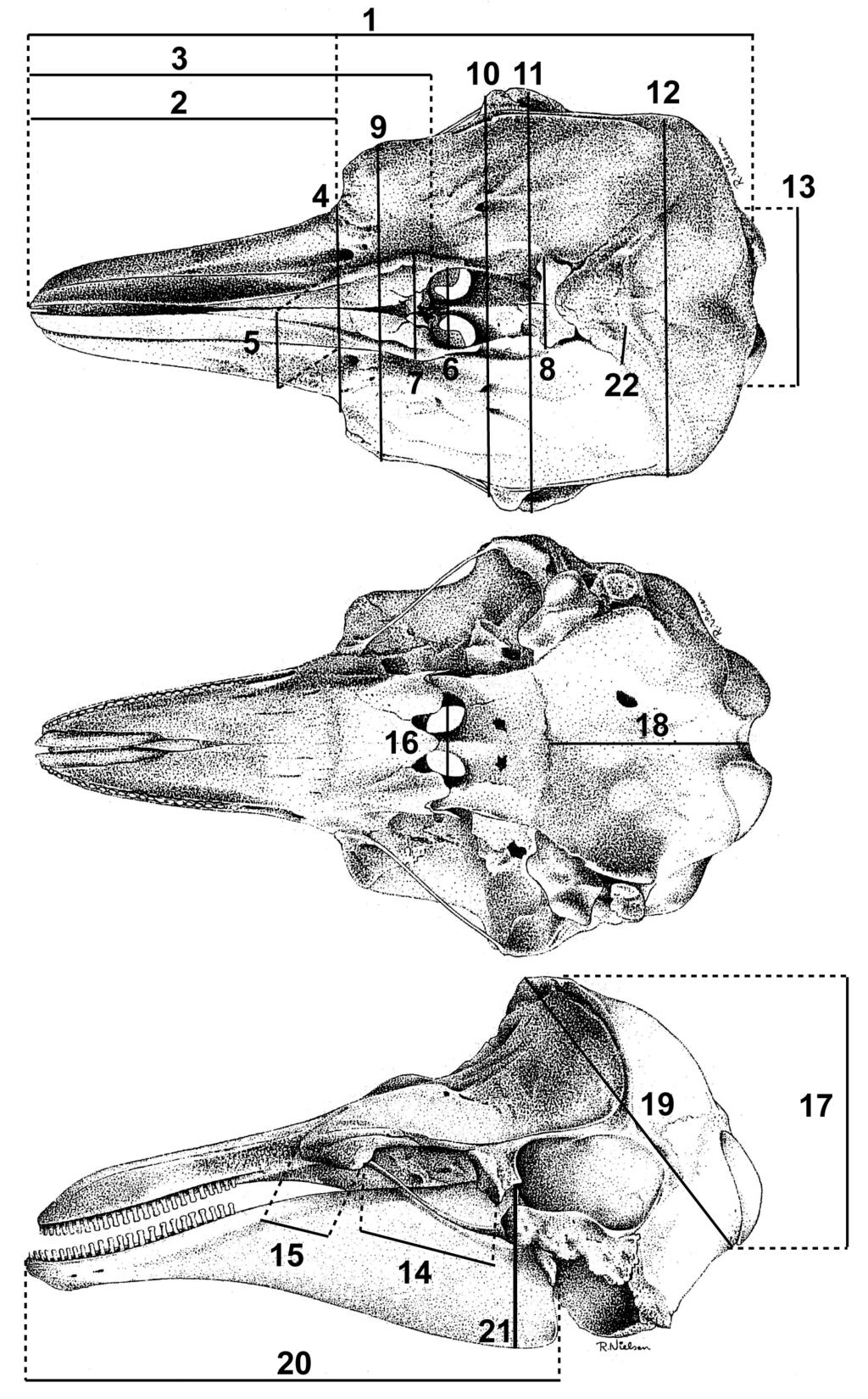 Appendix 2. Phocoena phocoena. Diagram showing the 22 skull measurements sampled in this study.