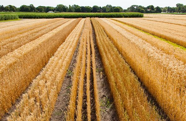 Field Crop Trials Results Minnesota Agricultural Experiment Station and the College of Food, Agricultural and Natural Resource Sciences Spring wheat varieties were sown in trial plots at Crookston,