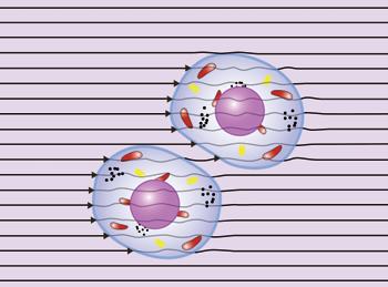 This diagram shows the permittivity of tissue, which depends on the frequency of the electromagnetic field.