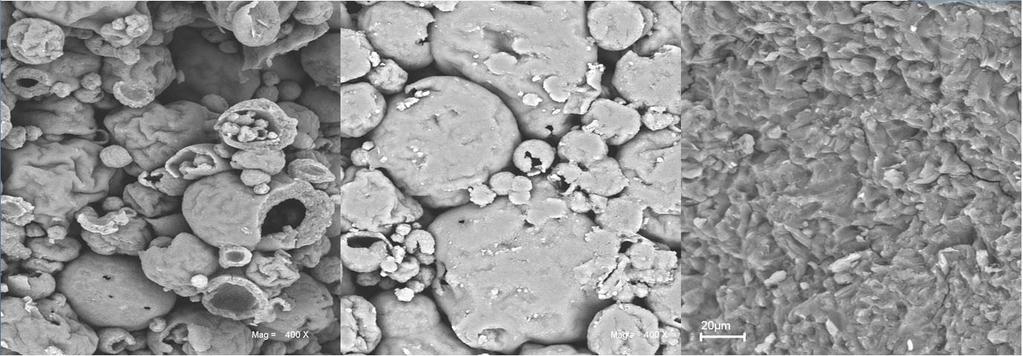 SEM Images of bioplastic surface from 100% microalgae