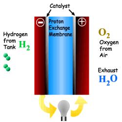 7 Proton Exchange Membrane s The Hydrogen Economy Fuel Cell Proton Exchange Fuel Cell Protons (Hydrogen Nuclei) Cross