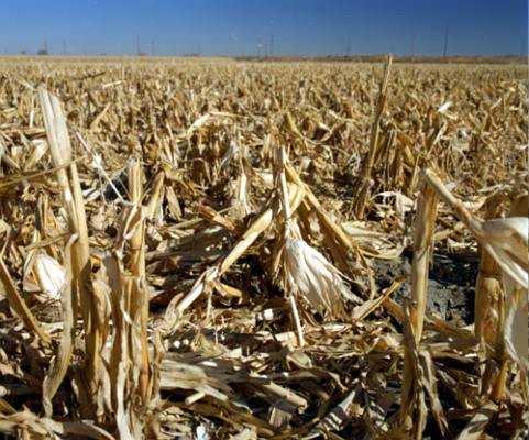 Lignocellulose sources maize stover bagasse woodchips Miscanthus as energy crop
