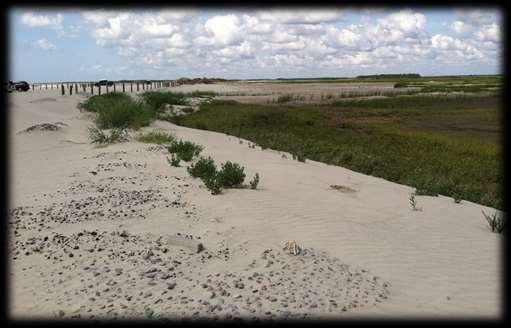 RE-ESTABLISH NATURAL DUNE ECOSYSTEM Recommendations: Plan to restore a different dune system than existed previously (modify your expectations) Allow overwash deposit to evolve naturally GOAL
