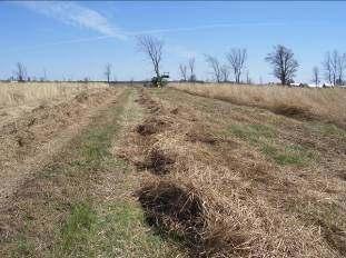 Both tramping of the tires while passing over the windrows and lack of effective recovery of the windrows with the baler pickup were considered problems.