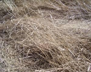 seed (Figure 8). It is likely that the longer days in late winter caused the material to dry out.