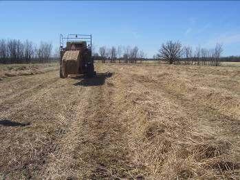 Figure 12: Baling of spring mowed materials. Note that windrows are uniform and contain most cut material.