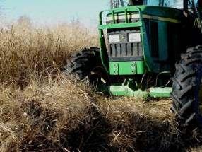 In the fall of 2006, the switchgrass averaged about 1.7 m in height (Figure 4) and had a fall yield of 10.9 tonnes/ha.