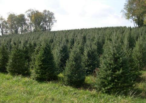 Trees grown as Christmas trees from the field, farm, stand, or grove, and other forest products, including