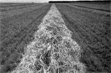 This caused the crop in the centre to lay in the wrong direction. Increasing the draper angle to the maximum angle, and widening the windrow opening allowed the crop to lay in the proper direction.
