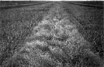 In short barley crops, the windrows often had no distinct formation.