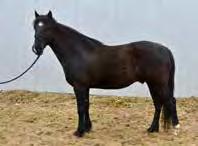 Registered Rocky Mountain Horses, (1) Stallion, (14) Geldings, (12) Mares.