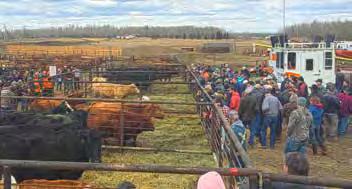 Cattle Auctions strong start for Spring 2017 April 7, 2017 Spruce Grove, AB and April 11, 2017 Athabasca, AB Volitility is the name of the game when it comes to cattle markets, so the team at Ritchie