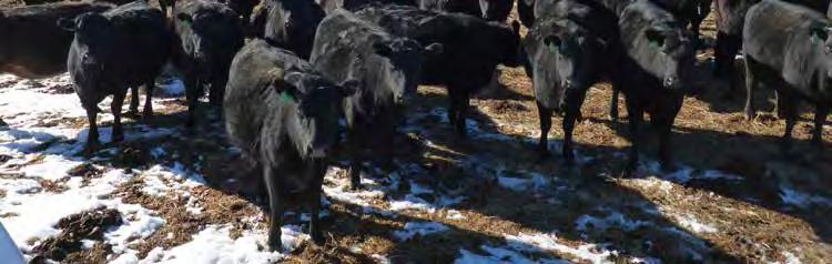 June 21, 2017 Unreserved Farm & Livestock Auction Forgotten Creek Ranch Peace River, AB (North of Grande Prairie) Sale Starts 11 am Registration Begins 1 Hour Prior Internet Bidding & Equipment