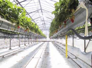 Drip irrigation Drip irrigation systems ensure high irrigation accuracy and water use efficiency. They also give a precise solution for fertigation.