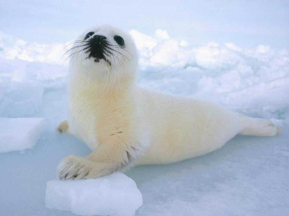 What s a Seal?