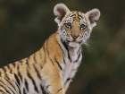Leta 1995 Exxon ustanovi sklad Save the tiger s partnerstvom National