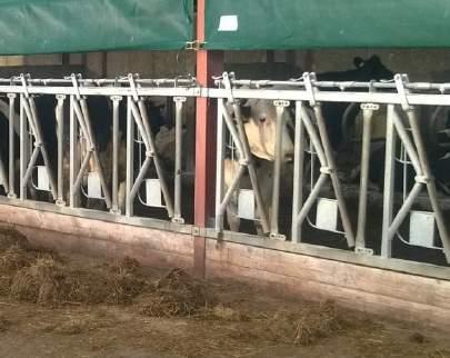 Diagonal Feed Barrier Most cost effective feeding spaces per liner foot Suitable for all cow and cattle types