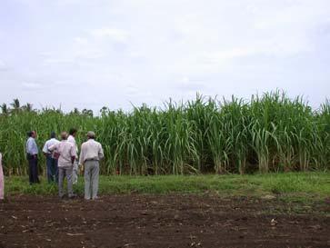 Sugarcane Yield enhancement- 2-5 tonnes additional yield. Cost benefit ratio of 1: 3.