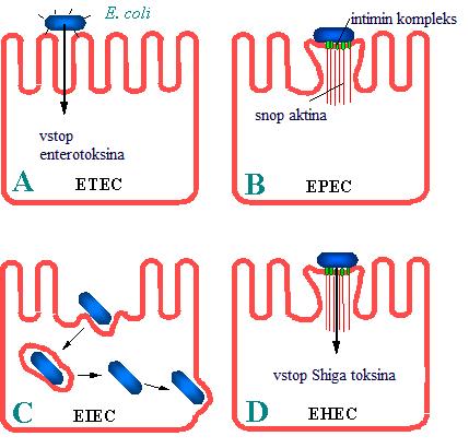 6 Na sliki 2 je prikazana interakcija različnih patogenih bakterij E. coli z epitelijskimi celicami v črevesju.