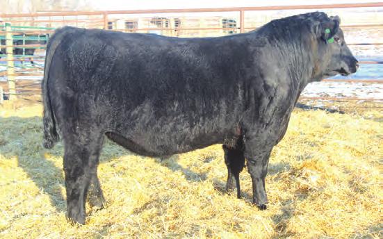 EB Priority L930 is extremely unique being 75 lbs at birth and 1693 lbs at a year old. His mother records 4 calves with an average calving interval of 356 days.