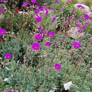 helictotrichon sempervirens spring-fall summer mid (1 to 2ft)