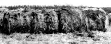 Losses during transport were insignifi cant for fi rm bales and were slight for ragged or loose bales.