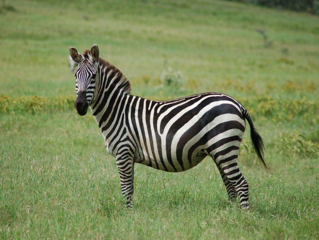A Zebra s