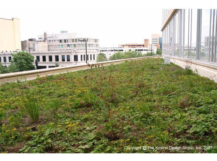 Green Roofs Central Library