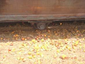 Conventional Sterilizer Spilled loose fruits Unquantified Oil Loss is defined