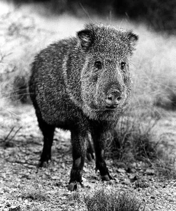 Javelina (Tayassu tajacu) Natural History The javelina, or collared peccary, is of tropical origin and only recently arrived in the southwest.