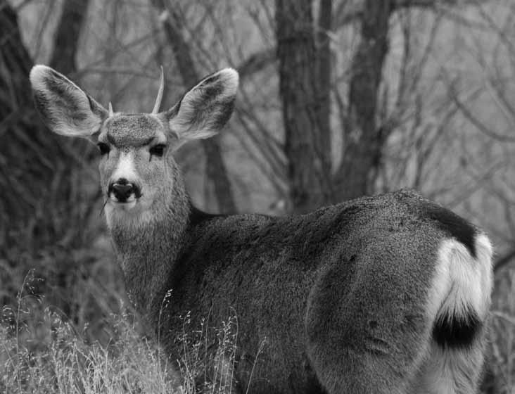 deer Two species of deer occur in Arizona, the mule deer (Odocoileus hemionus) and the white-tailed deer (Odocoileus virginianus).