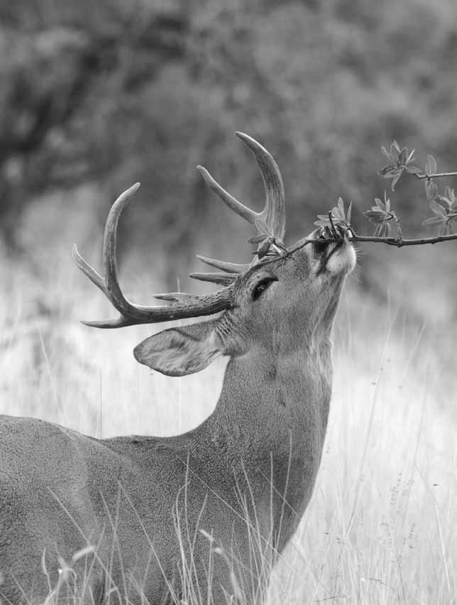 Deer White-tailed deer distribution george andrejko The Coues white-tailed deer is perhaps Arizona s finest game animal.