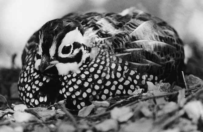 Small Game during the years that followed, quail seasons and bag limits varied in response to quail numbers and the success of the hatch, which in some years, such as 1946-48, was so poor that no