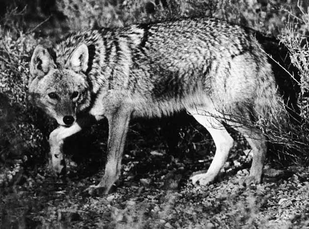 predators predatory mammals as defined by A.r.s. 17-101 are coyotes, bobcats, foxes, and skunks.