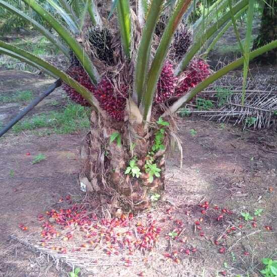 Palm oil Importance of palm