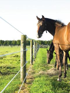 B Equine Fencing Permanent & Semi-Permanent Three options are commonly used for long term equine electric fencing a permanent fence using Equine Fence Wire or semi-permanent Tape or Braid fences.