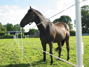 Once you ve chosen your products, see below for the recommended permanent electric fence set up for horses.