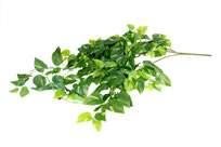 Fiori 89 36773 h 16 cm Succulenta verde rombi in vaso ROMBI Green succulent plant in