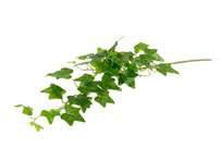 Green/burgundy succulent plant in vase 8010402367726 x 6/48CAT 36336 h 110 cm Edera
