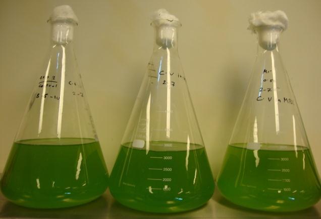 Methodology (growing microalgae ) The growing of microalgae is