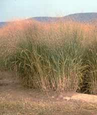 / acre Miscanthus Switch Grass